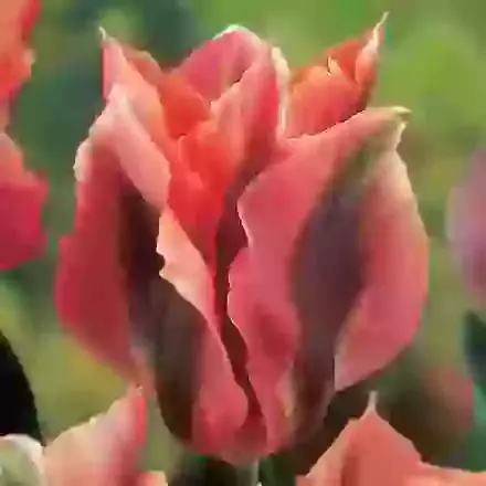 Viridiflora Tulips